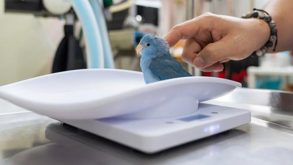 Blue parrot sitting on a veterinary scale during a health check
