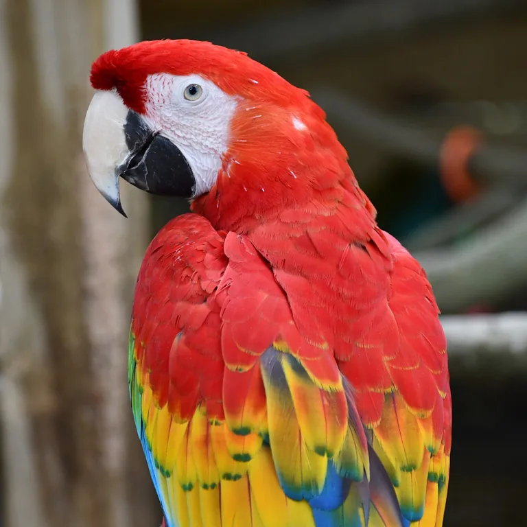 Scarlet macaw portrait with red, yellow, and blue feathers