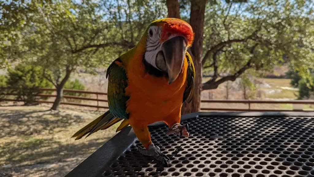 Colorful macaw exploring an outdoor perch in natural light